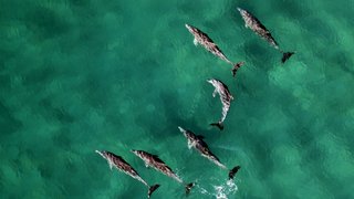 NOUNS-dolphins