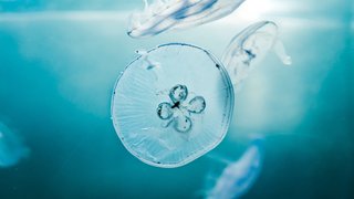 NOUNS-jellyfish-2