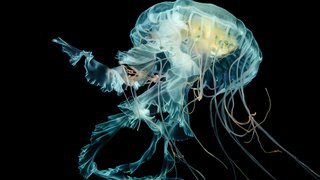 NOUNS-jellyfish