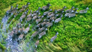 Zebras