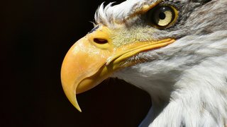 alexas_fotos-BUzjetL88RU-unsplash