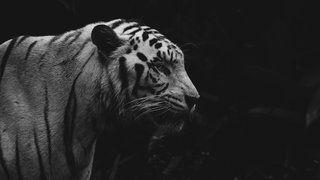 alicia-chong-w5dsoP-W-aw-unsplash