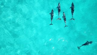 courtnie-tosana-school-of-dolphins-in-australia