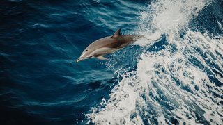flavio-gasperini-dolphin-coming-up-for-air