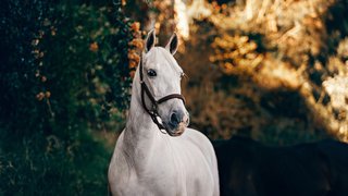 helena-lopes-RoTyXO1m0wo-unsplash