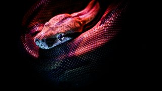 jan-kopriva-p1SKuYXxqec-unsplash
