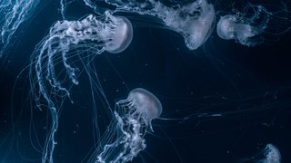 joel-filipe-_AjqGGafofE-unsplash