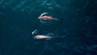 lachlan-dempsey-black-whales
