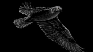 portrait-of-a-flying-falcon-on-a-black-background-illustration-vector