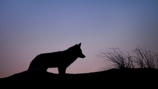 ray-hennessy-9rloii_qmmw-unsplash