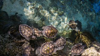ricardo-braham-turtles-in-playa-del-carmen-mexico