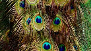 peter-burdon-BaVn5jdPnHw-unsplash